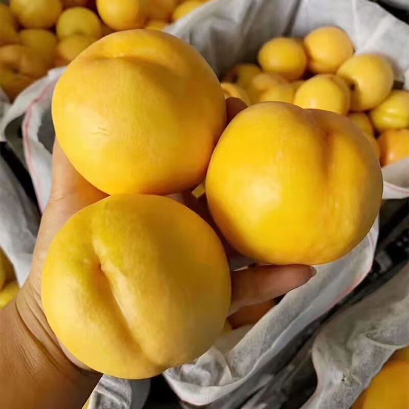 山东蒙阴黄油桃黄金油桃甜油桃黄肉油桃黄色油桃脆甜黄皮黄桃 5斤精选