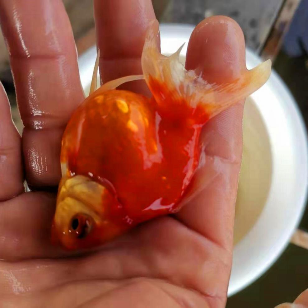 朵芮蜜黑泰狮原泰百褶裙金鱼活鱼淡水冷水观赏鱼水族宠物国狮包活 6