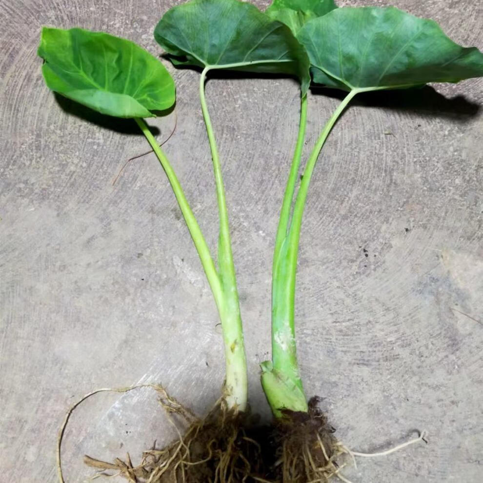 广菜苗贵州特产白芋荷菜苗现挖先发蒙禾绿植装饰酸汤蔬菜带泥发货 广