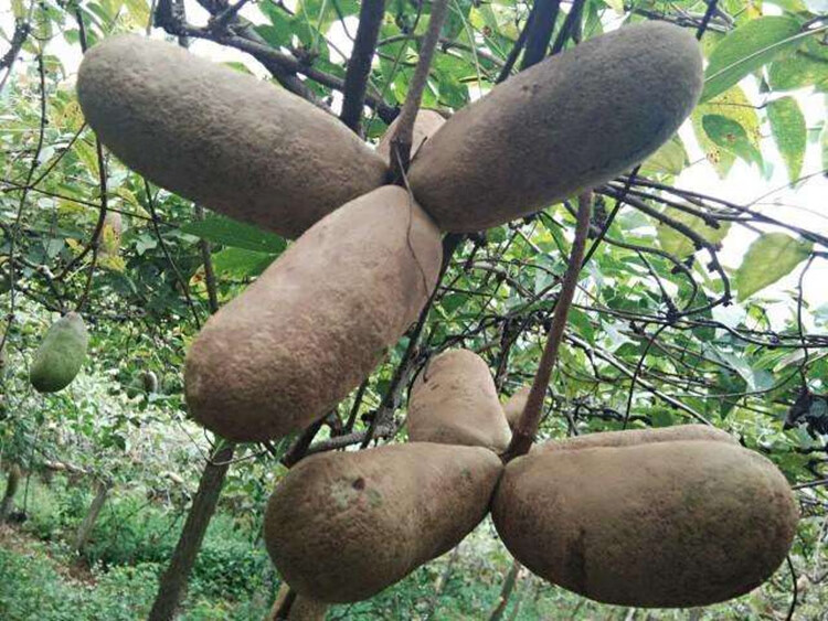 八月瓜树苗苗野生八月炸当年结果麻皮蜜瓜苗九月炸果盆栽地栽青皮无籽