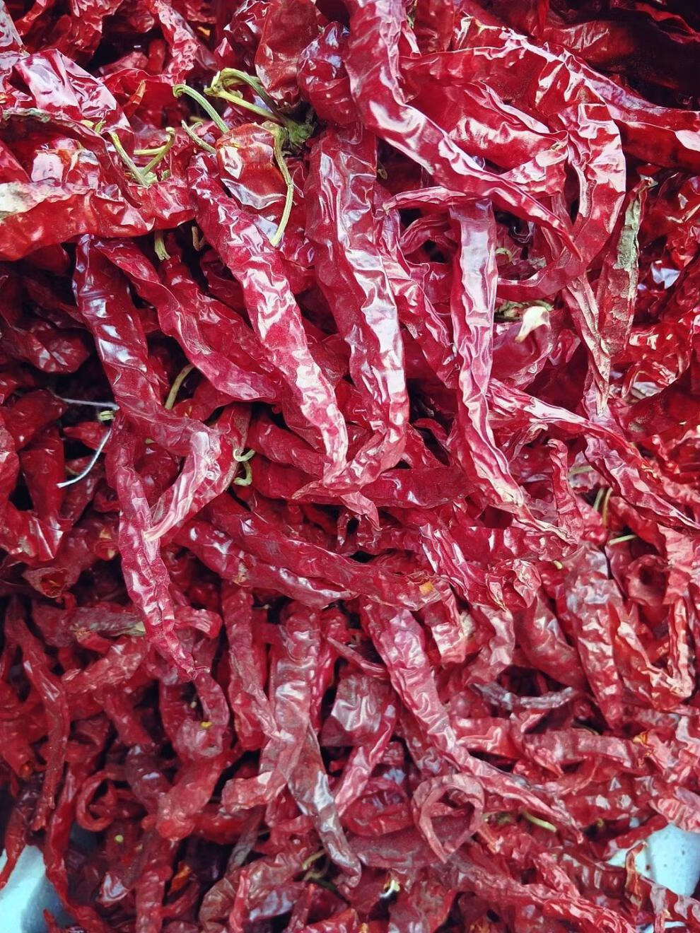 5折 新货东北干辣椒 笨辣椒农家自晒 大红辣椒笨红辣椒 半斤 特辣