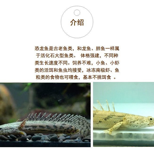 恐龙鱼活体虎斑恐龙王九节金恐龙红眼恐龙大铅笔鱼活体热带观赏鱼