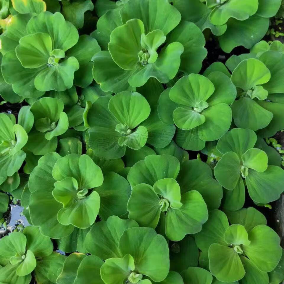 水葫芦水养植物水芙蓉莲水培植物净化水质养龟鱼缸庭院水池阳台活体