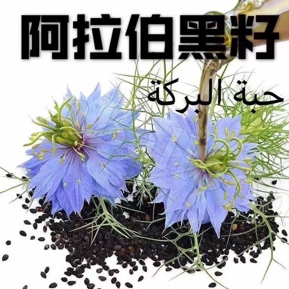 阿拉伯黑籽黑籽干净无杂质黑草种子 250克半斤袋装【图片 价格 品牌