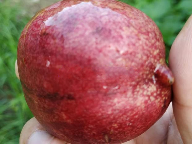 媚调 如皋紫桃新鲜大果紫桃子离核油桃紫肉血桃现摘 中果8-9个2f斤 中