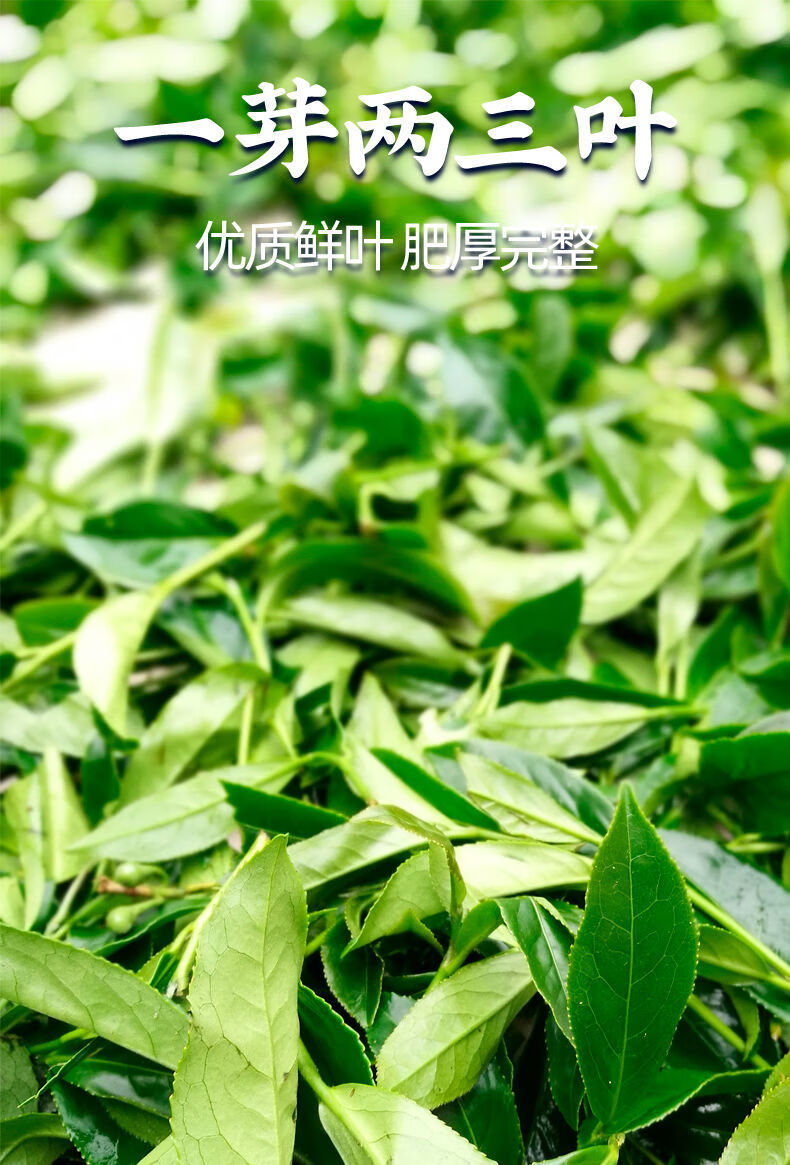 高山茶奶香金萱乌龙茶阿里山高山茶台茶12号特级300g冷泡茶叶 奶香