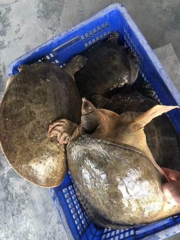 绿色召集令大甲鱼鲜活珍珠鳖食用鳖养殖活体巨型观赏鳖65斤