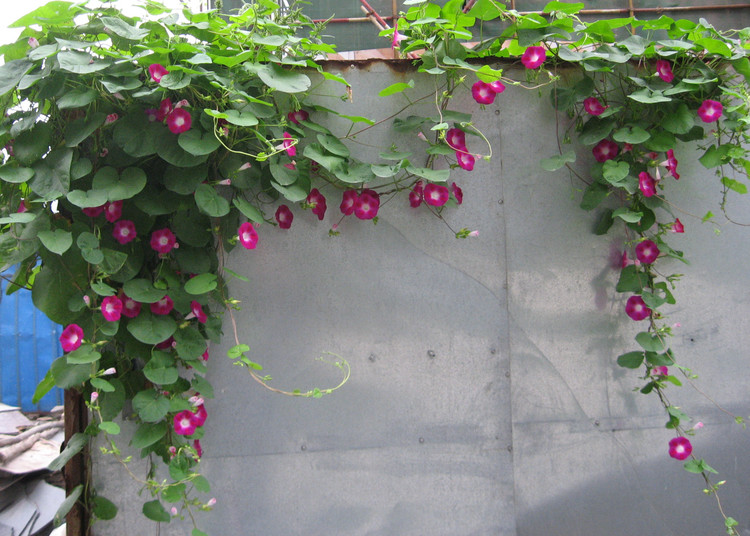 花中酷 大花牵牛花杆墙头围墙围栏攀援攀爬爬藤牵牛花种子铺地地被