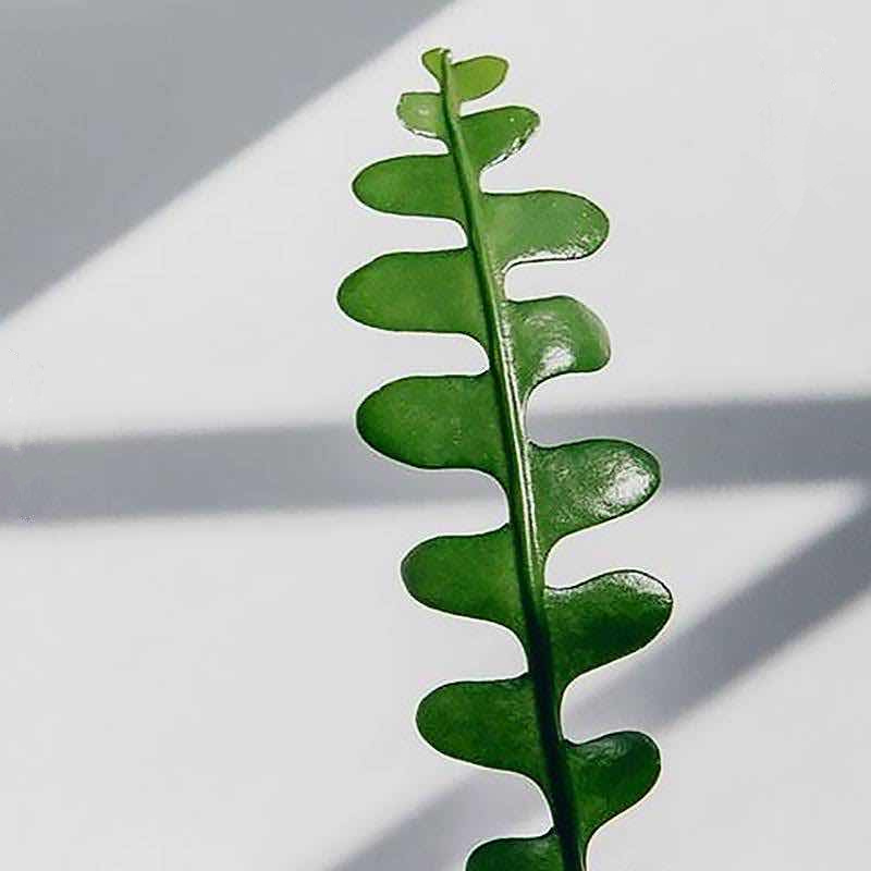 鱼骨令箭荷花多肉植物卷叶锯齿姬仙人掌科室内昙花奇花异草盆栽鱼骨单