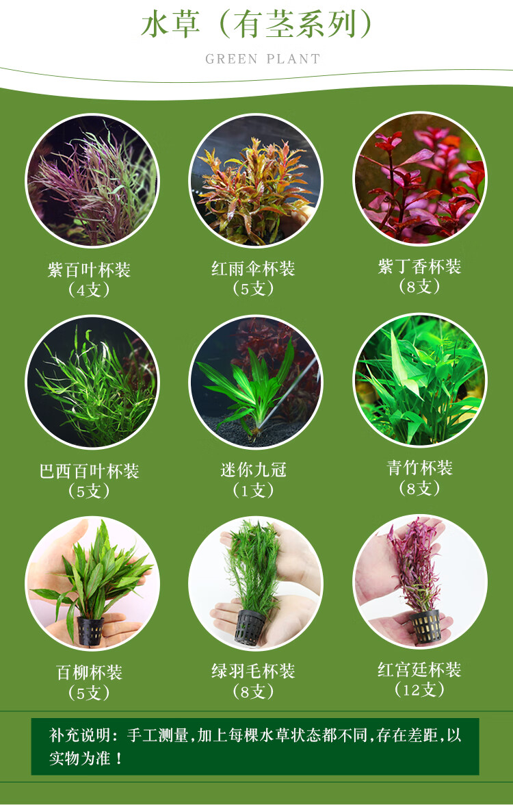 鱼草缸装饰水草造景套餐活体植物懒人绿菊中后景淡水有茎水草真草【1