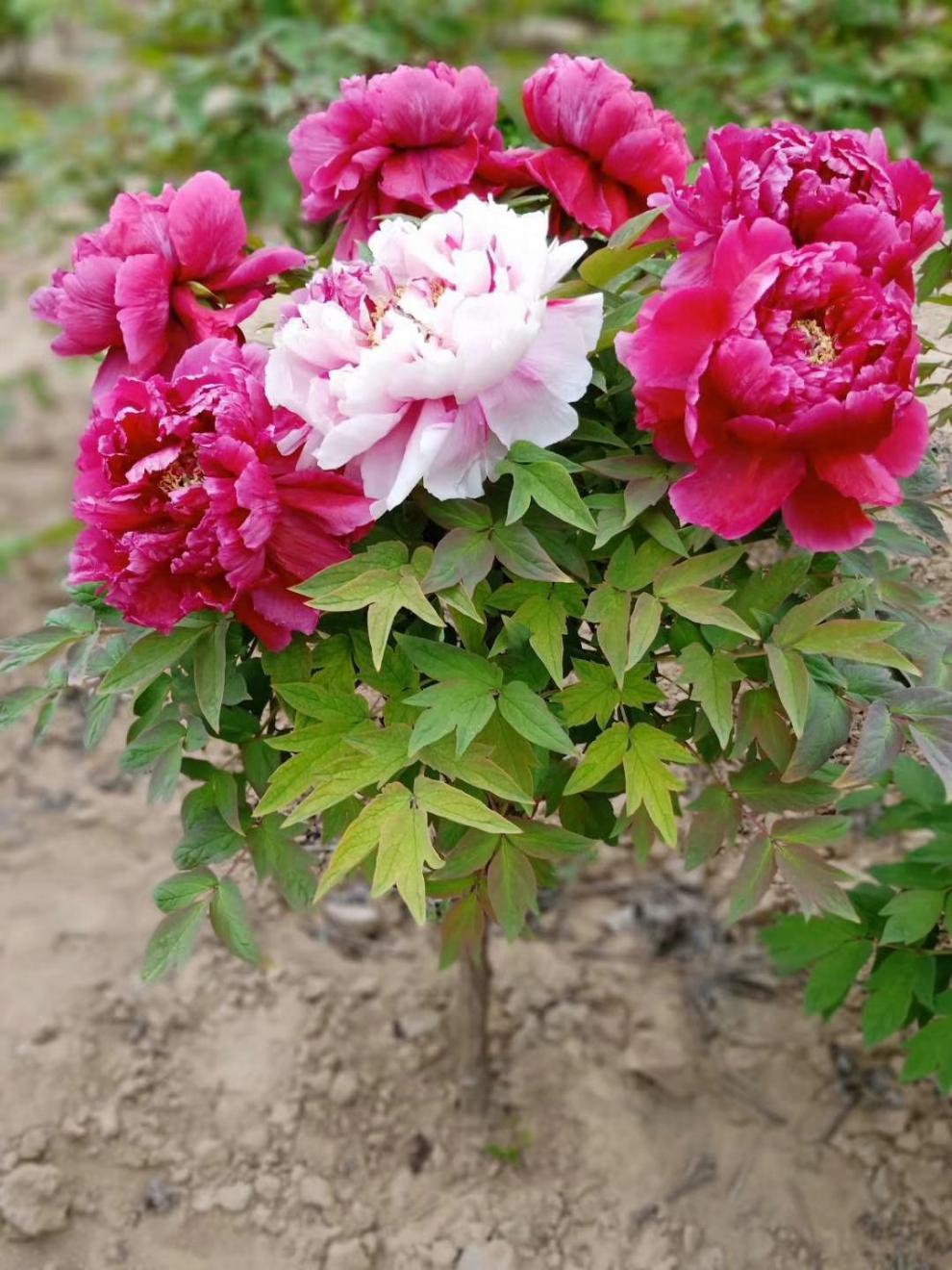 牡丹树大苗独杆花王牡丹树大树菏泽观赏牡丹树花苗百年牡丹对版 岛锦