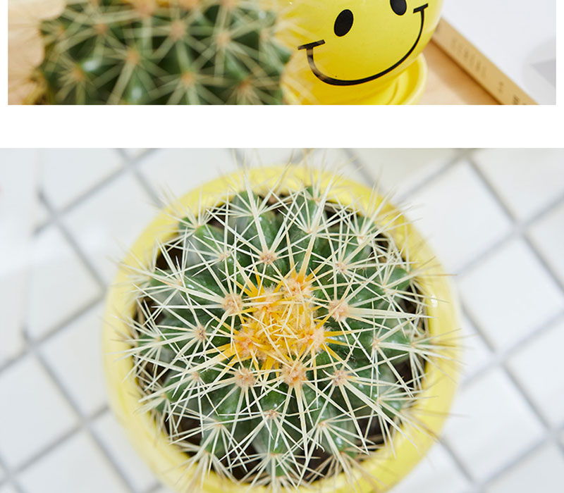 植物盆栽无刺仙人掌类植物办公室内开花桌面多肉植物表情随机笑脸盆手