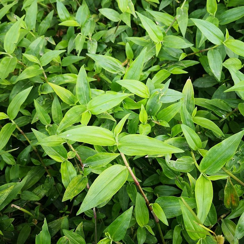 北京同仁堂官方旗舰原料鸭跖草竹鸡草竹叶草鸭舌草鲜活野生中药材现采