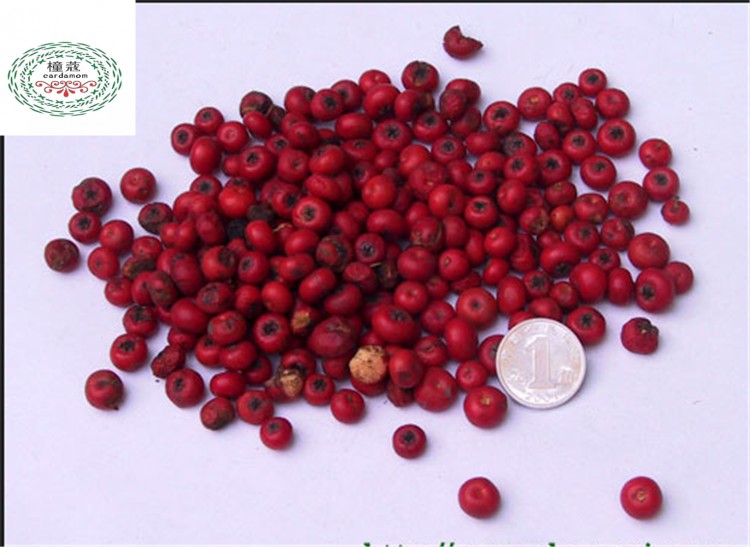 花卉种子 火棘种子 250克