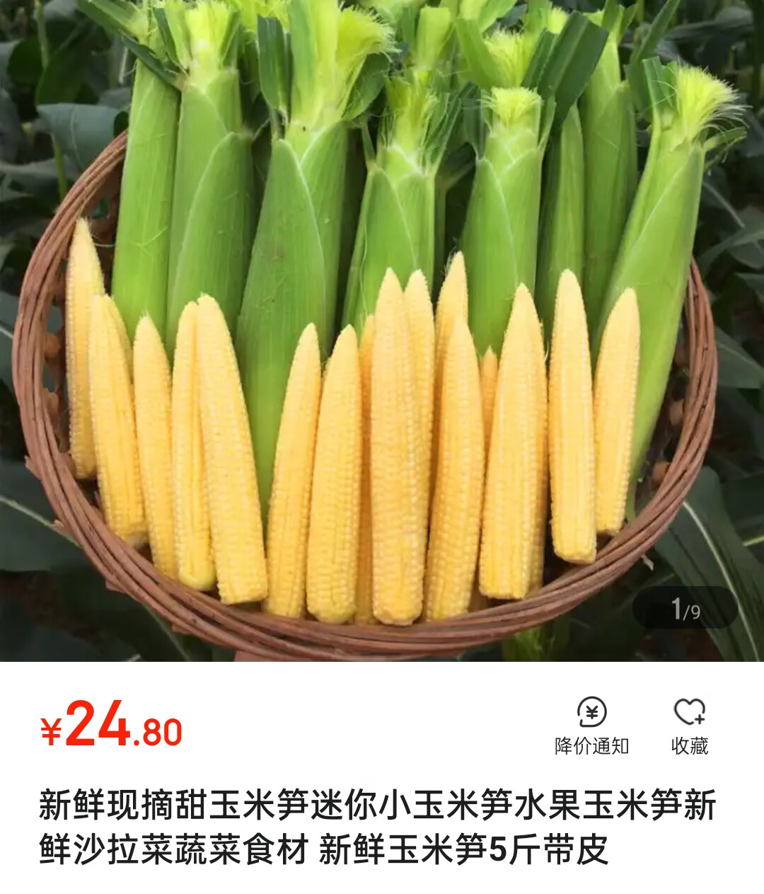 新鲜现摘甜玉米笋迷你小玉米笋水果玉米笋新鲜沙拉菜蔬菜食材 新鲜