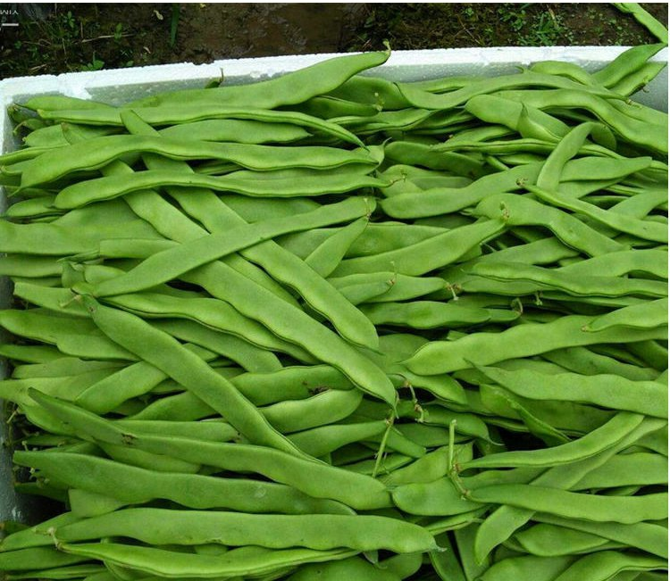 【京鲜达】新鲜扁豆角油豆角宽扁豆绿色蔬菜 5斤【图片 价格 品牌