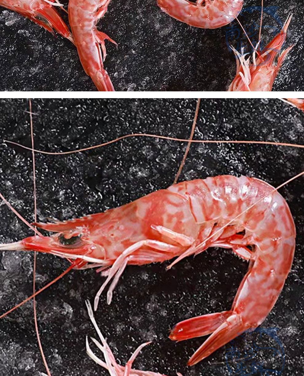 展志曼智南海天然樱花虾鲜活大虾刺身甜虾海虾海鲜水产活冻对虾 5盒