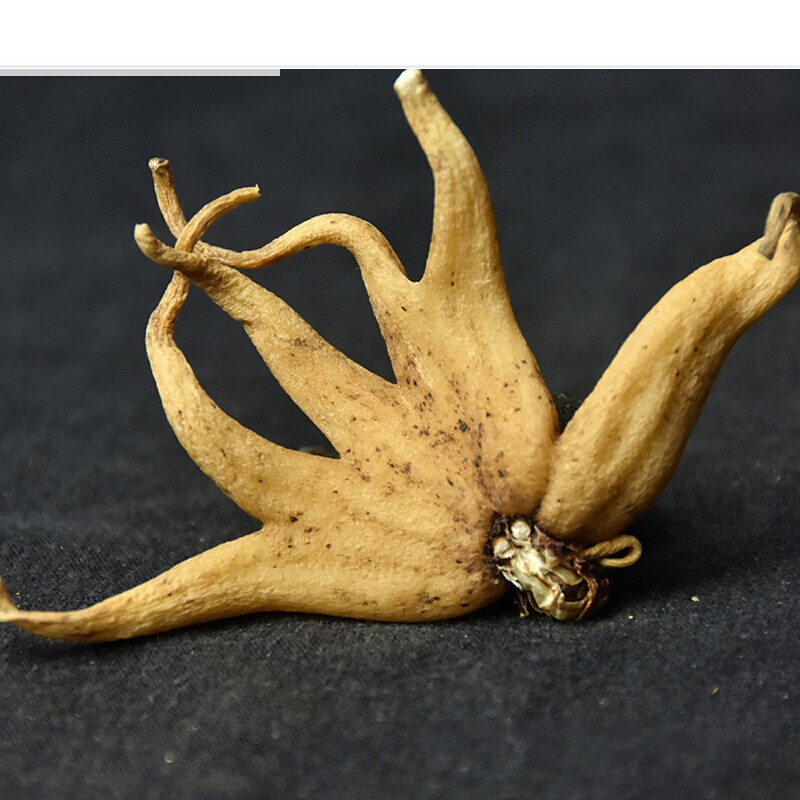 手掌参 精选藏三七佛手参掌参手儿参阴阳参 西藏野生旺拉 250g【图片