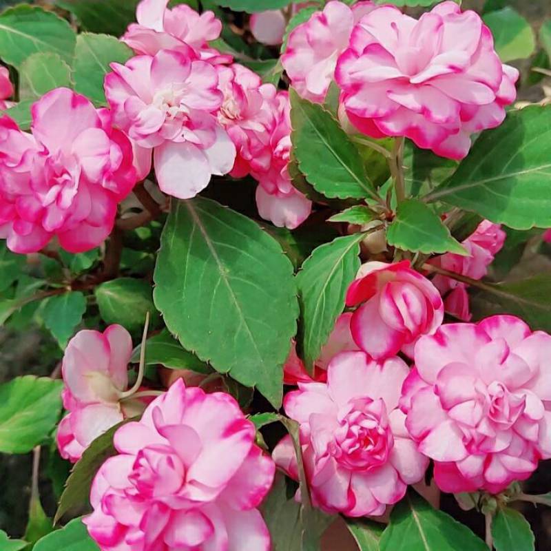 非洲重瓣凤仙四季开花水梅花 盆栽 红色 13cm盆【图片 价格 品牌 报价