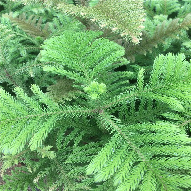 南洋松大小苗树苗圣诞树花卉盆景客厅花卉绿植盆栽四季常青南洋杉1米