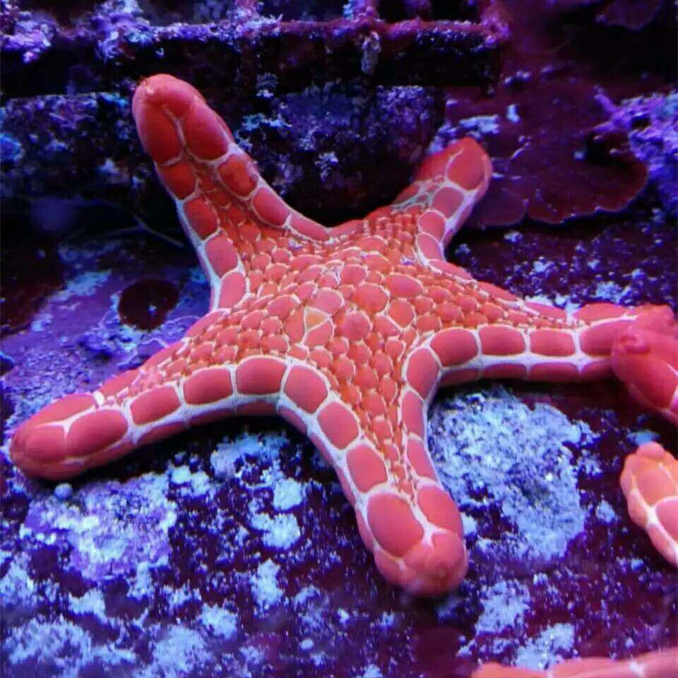 海星活体活物翻沙翻砂海星澳洲饼干海星菊海星蓝红海星观赏鱼海水鱼