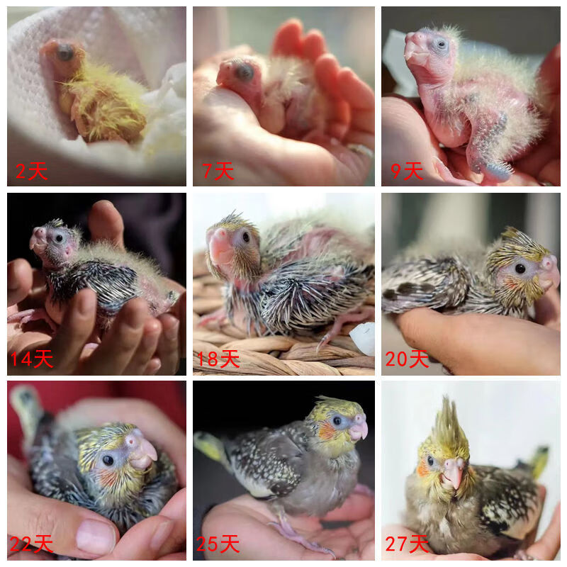 七彩文鸟孵化温度图片
