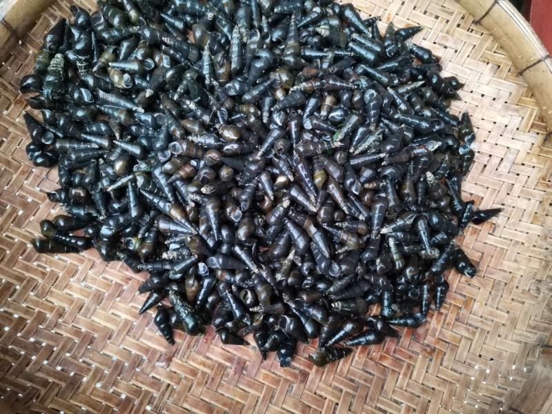 广西新鲜山坑螺野河坑螺黑钉螺黑螺长螺丝山螺特产5斤中大个