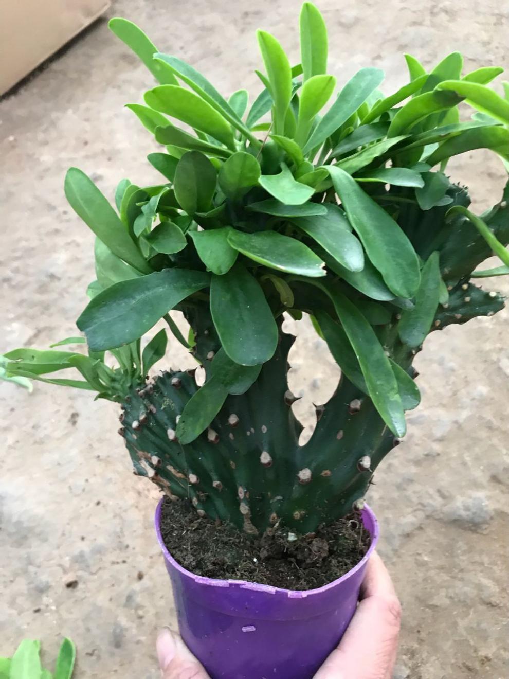 仙人掌盆栽植物玉麒麟麒麟掌吸收多肉植物稀少金边麒麟一颗含盆