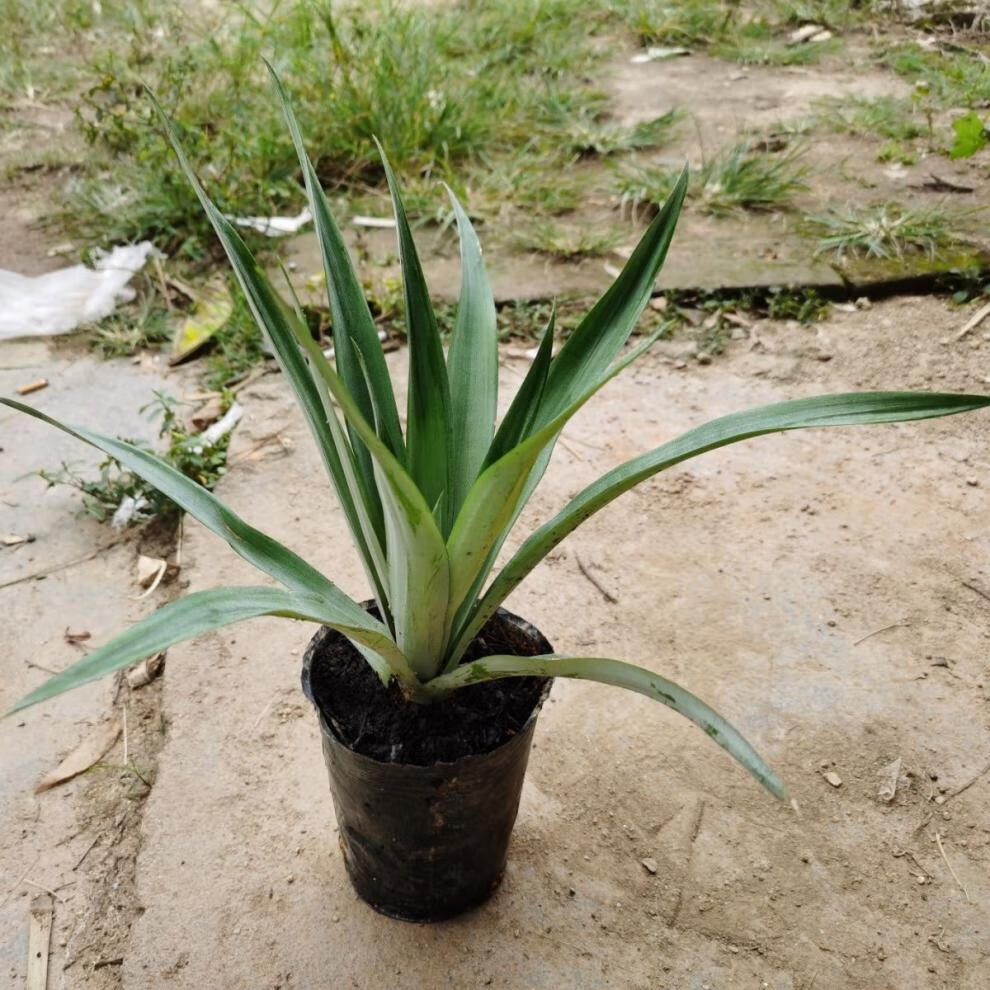 凤梨苗地菠萝苗金钻凤梨苗庭院阳台盆栽地栽种植结果带根 3棵【图片