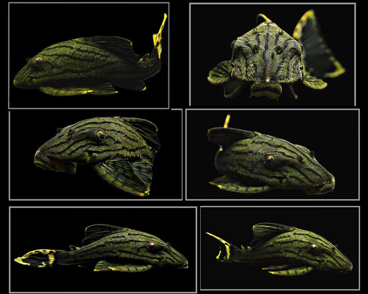 绿皮皇冠豹异型鱼活体白金哥白哥绿蓝眼皇冠豹钻石金线幽灵皇冠豹  l