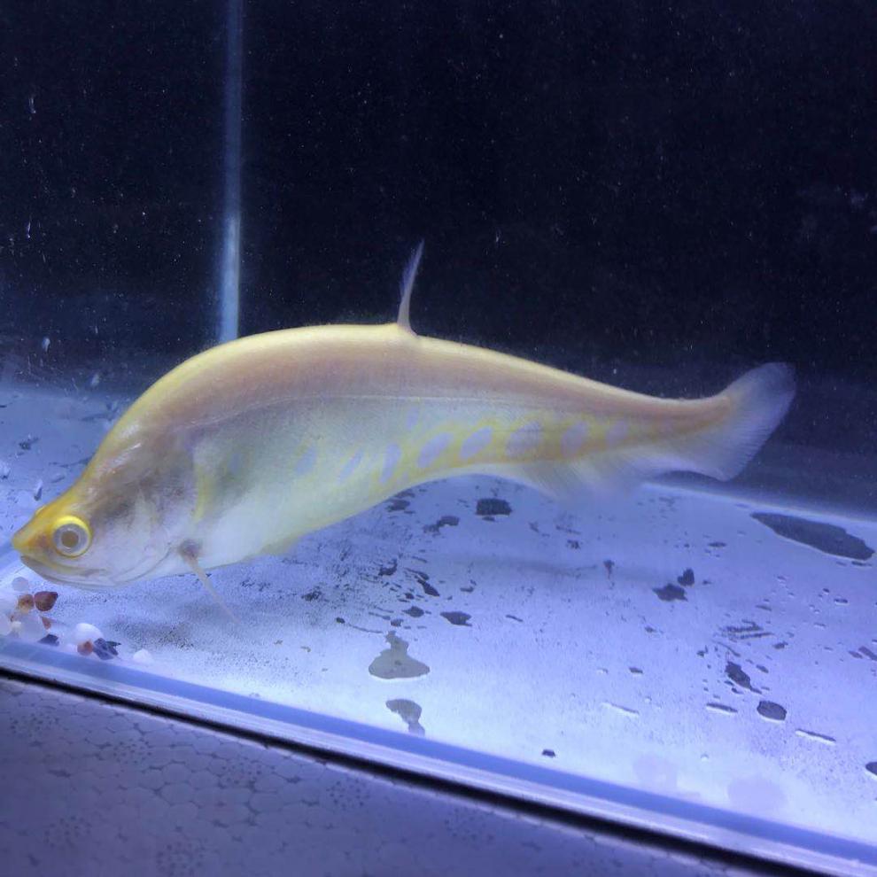 楠苑秋颖七星刀鱼东洋刀鱼白化金刀鱼虎纹刀淡水鱼中层热带鱼活体好养