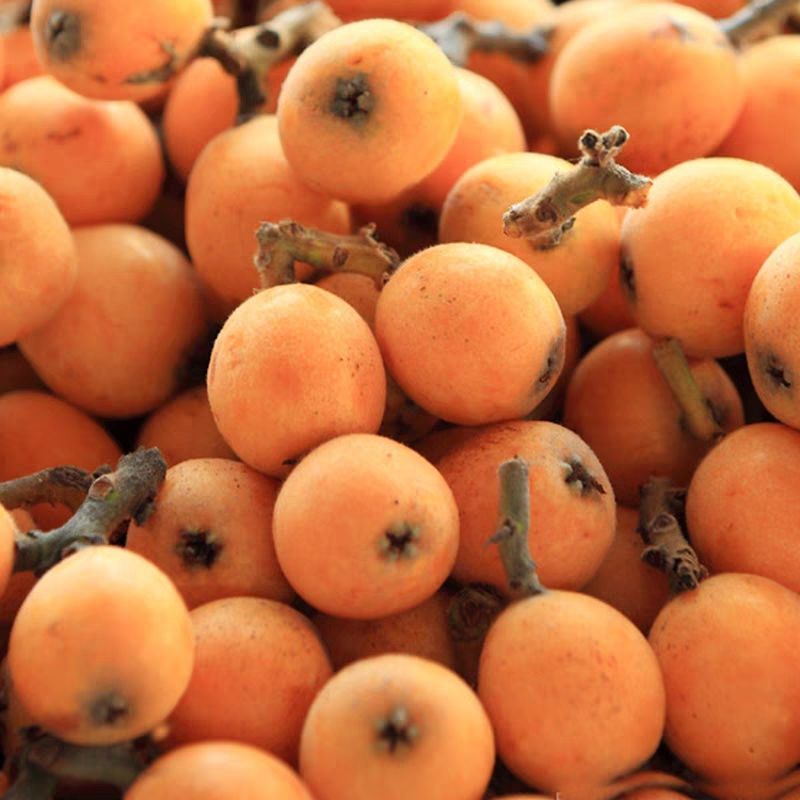 当季现摘新鲜歙县安徽黄山特产枇杷孕妇水果产地直发 3斤果王(单枚50