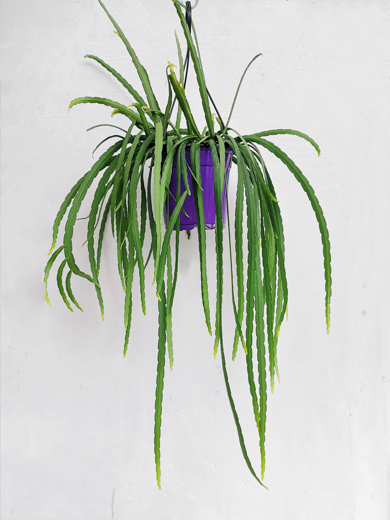 【生命力强】红叶丝苇热带雨林仙人掌昙花不怕晒垂吊植物盆栽玉珊瑚晒