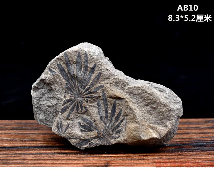 树叶化石天然植物化石远古生物化石标本原石头树叶化石摆件收藏绿色a