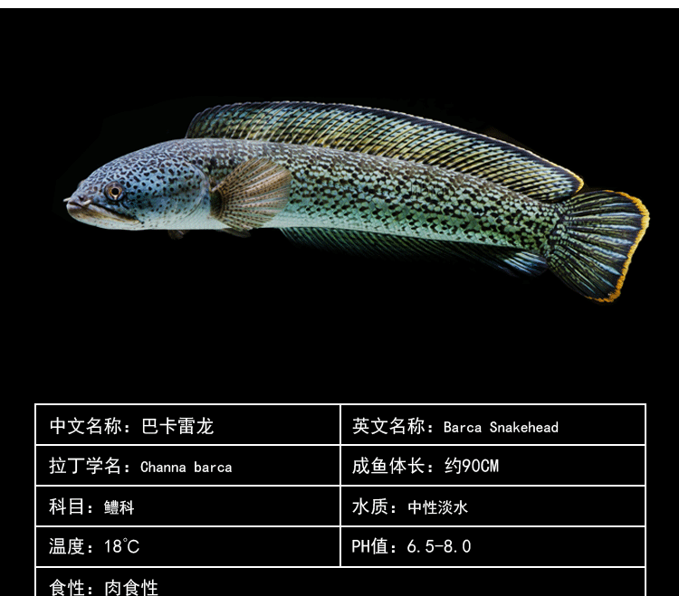 雷龙鱼活体活鱼大型肉食鱼巴卡雷龙鳢科梦幻雷龙鱼淡水观赏宠物鱼运输