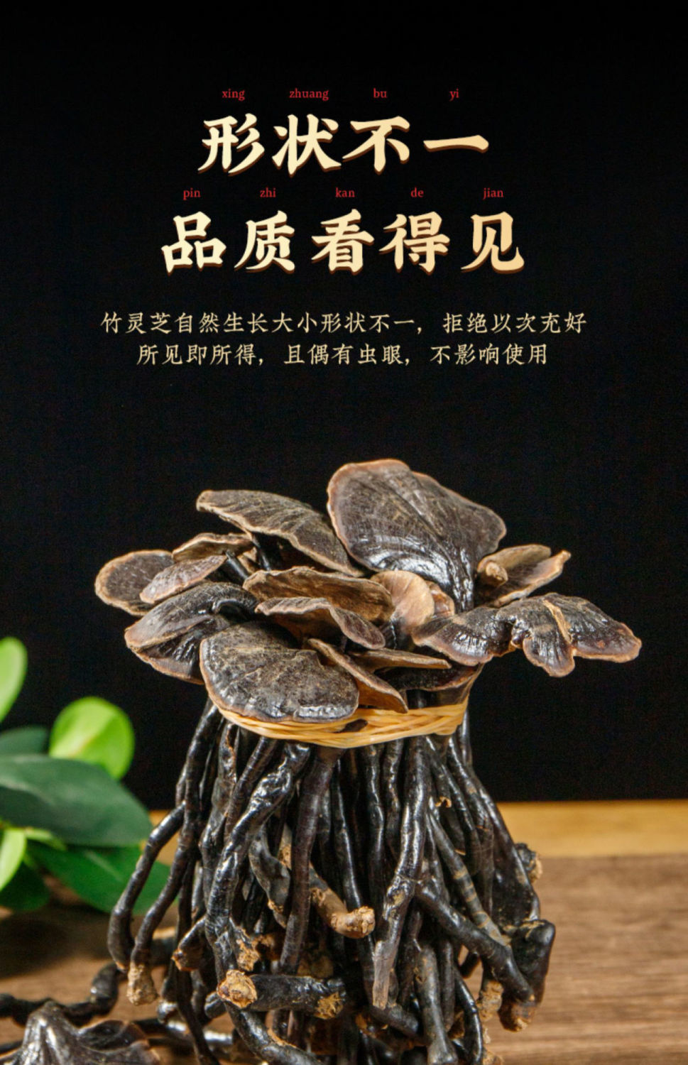 竹灵芝野生竹灵芝云南半野生竹节灵芝小红灵芝长颈灵芝