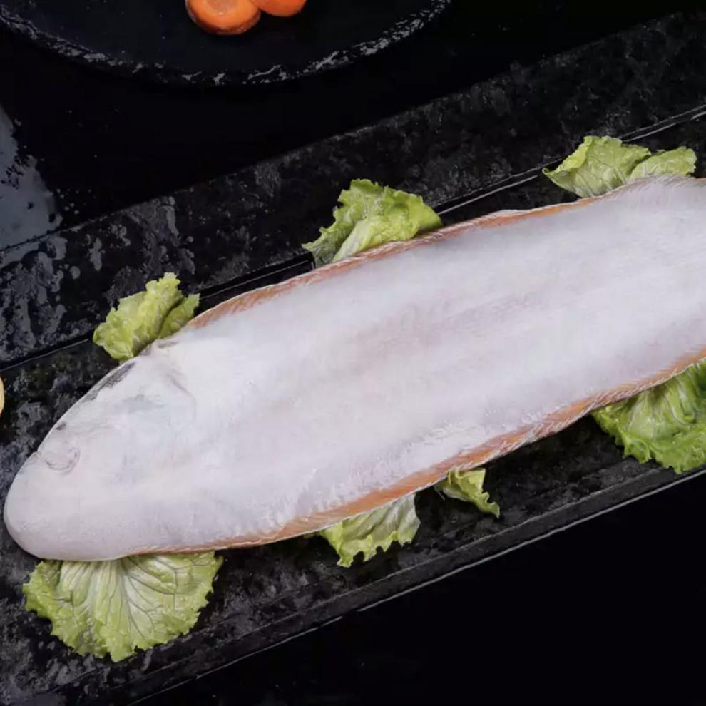 新鲜海捕龙利鱼舌头鱼踏板鱼鳎目鱼海鱼连云港特产海鲜水产 特大号200