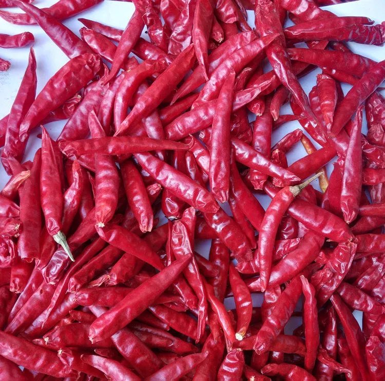 辣香1-5斤批 新品红辣椒段丝面粉火锅调料 5斤 红太阳辣椒整椒【图片