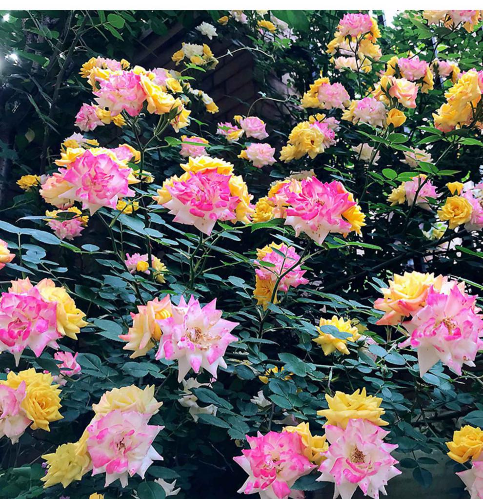 牵挂 藤本月季花苗藤彩虹 浓香阳台多花攀援蔷薇盆栽微型爬墙 藤彩虹