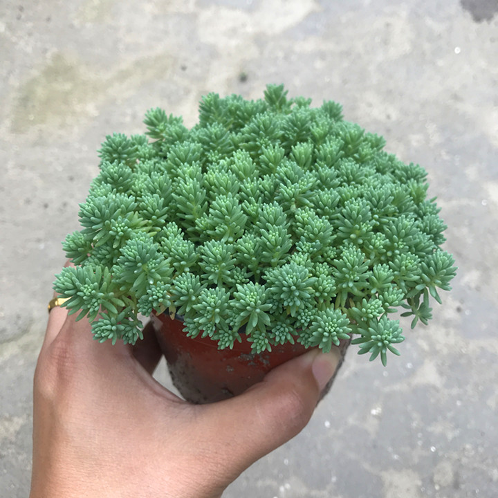 迷你创意多肉植物黄金万年草薄雪万年草可爱办公室桌面绿植黄金万年草