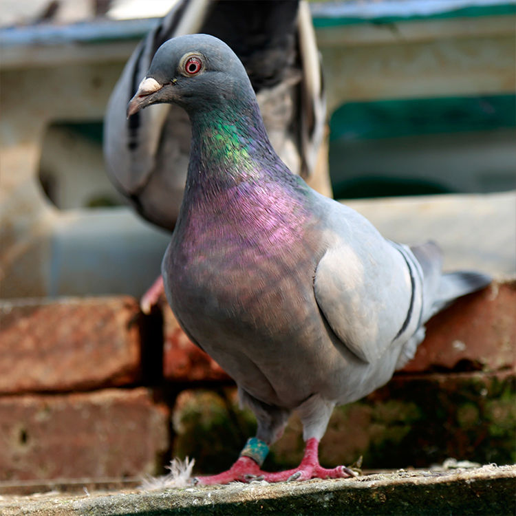 老鸽子沂蒙山农家散养土鸽新鲜现杀鸽子肉华奥薇斯闷杀老鸽子单只净重