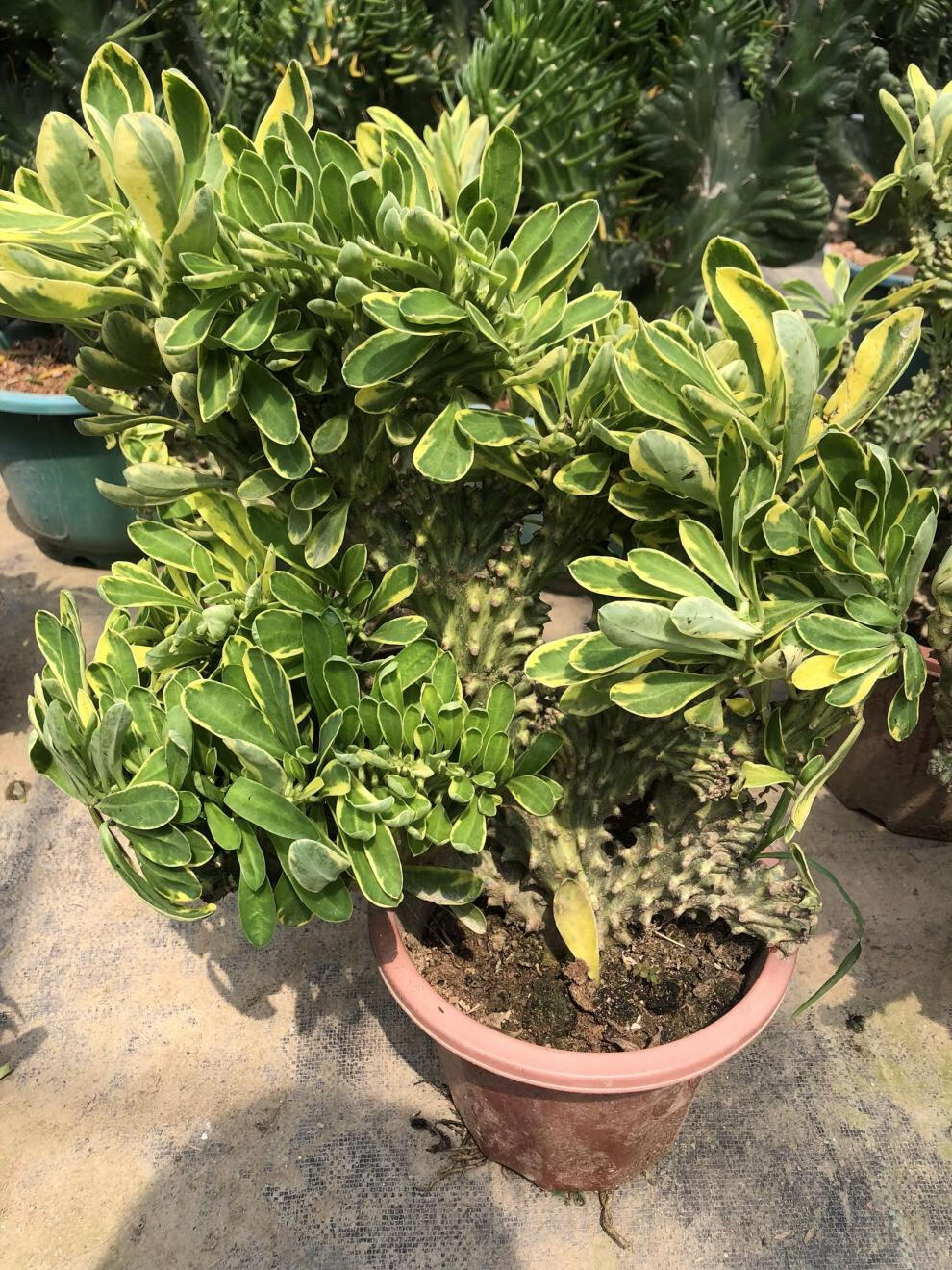 仙人掌盆栽植物玉麒麟麒麟掌吸收多肉植物麒麟掌中苗1820厘米含盆