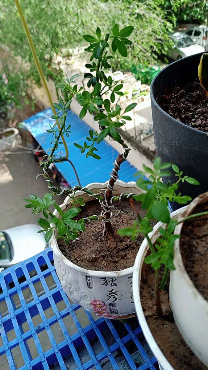 绑花卉铁丝定型植物造型软铁线盆景吕丝攀扎丝苗木盘景铝丝磻扎线