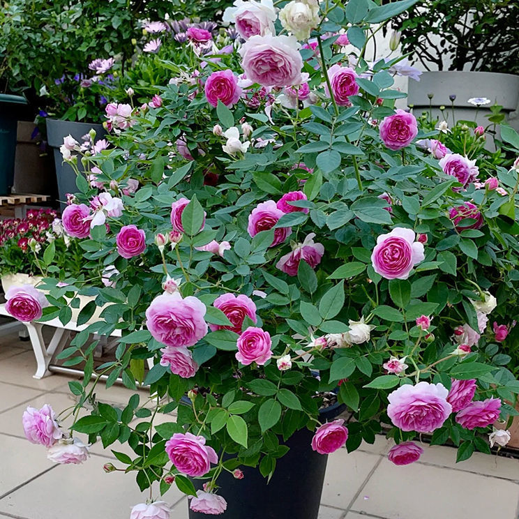 浓香型甜蜜马车月季阳台盆栽微月灵芝麻吉婶婶勤花金丝雀多头甜蜜马车