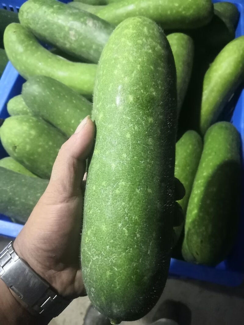 【京鲜达】 新鲜现摘小冬瓜毛节瓜当季新鲜小节瓜农家小毛瓜新鲜蔬菜