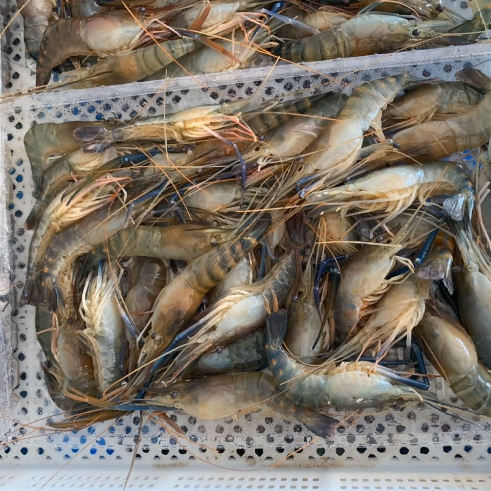 淡水虾王罗氏沼虾大青虾大青虾马拉西亚大虾罗氏虾淡水虾展志曼智 小