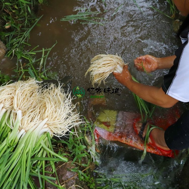 撇菜根苤菜根韭菜根月子良菜可腌制克蔬菜云南德宏 1斤【图片 价格