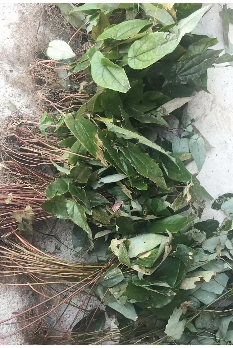 淫羊藿野生中药材茶叶泡水泡酒料药材仙灵脾男性滋补中草药材100克