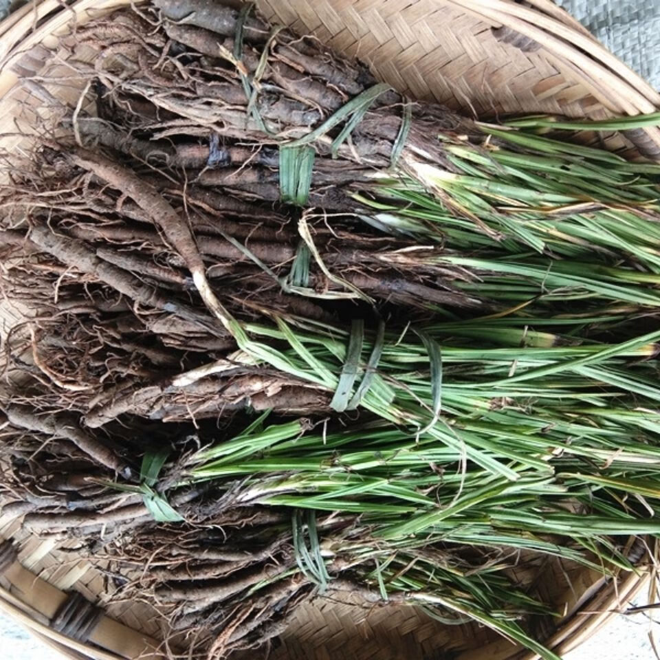 中药材野生仙茅500g 贵州草药新鲜独脚仙茅独茅地棕先毛纯根发货