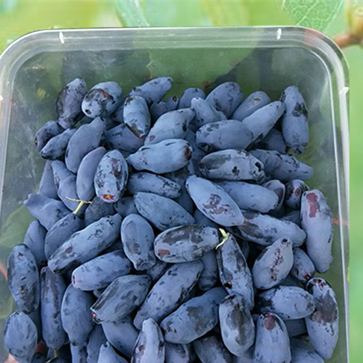 伊春蓝靛果 东北伊春非蓝莓蓝靛果 山茄子新鲜到货出汁黑瞎子果2斤装